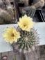 Preview: Acanthocalycium thionanthum